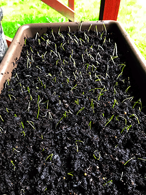 thinned green onions