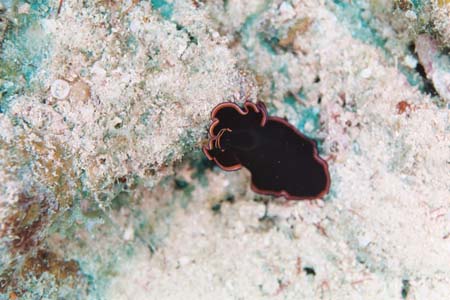 carpetcove10