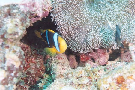 carpetcove14