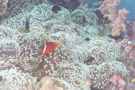 carpetcove23