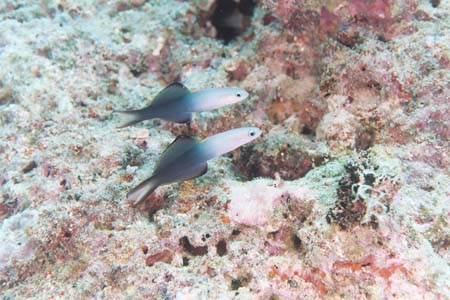 carpetcove26