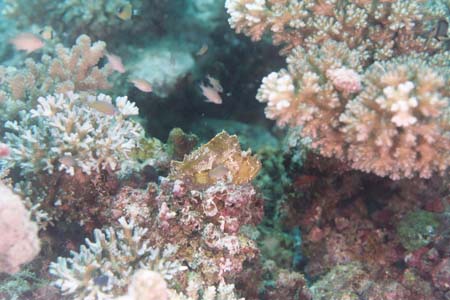 carpetcove28