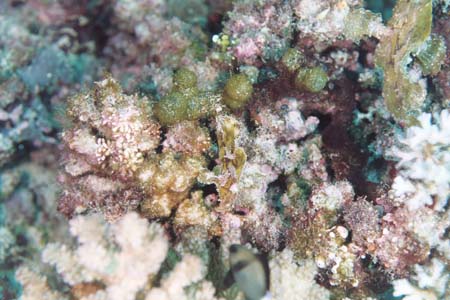 carpetcove35
