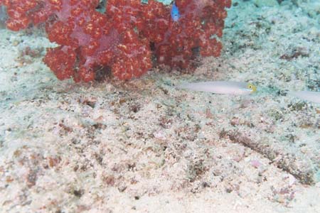 carpetcove37