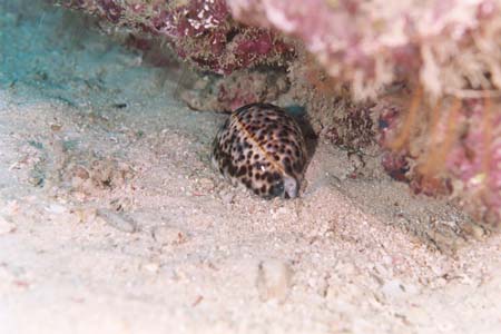carpetcove5