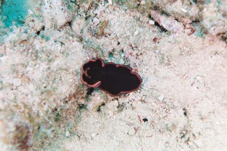 carpetcove9