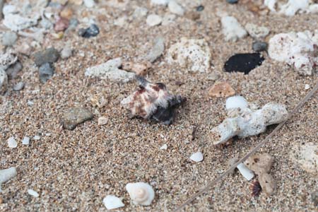 hermitcrabs13