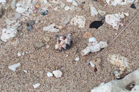 hermitcrabs14