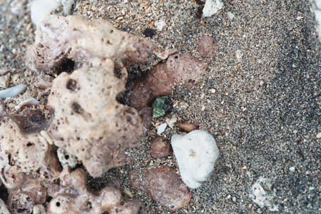 hermitcrabs18