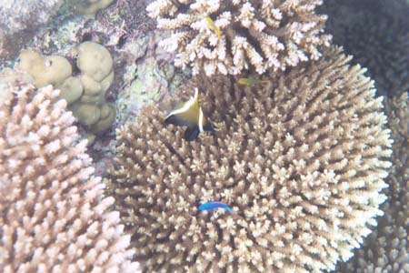 kayaksnorkel10