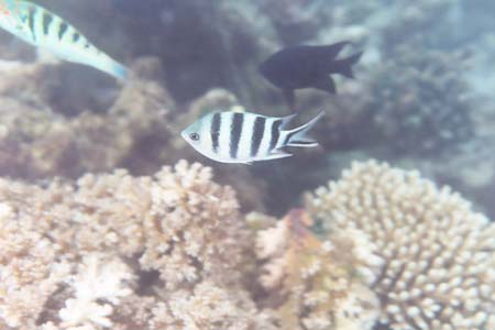kayaksnorkel23