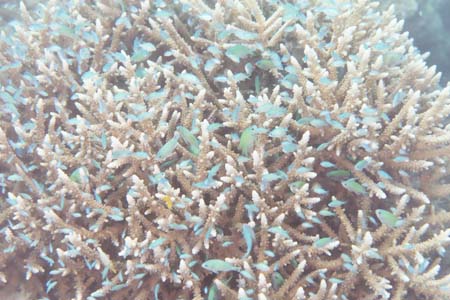 kayaksnorkel28