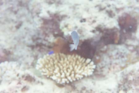 kayaksnorkel31