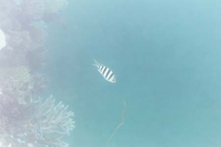 kayaksnorkel5