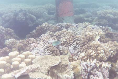 kayaksnorkel6