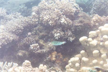 kayaksnorkel7