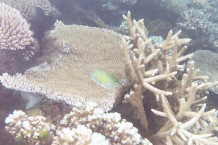 kayaksnorkel9