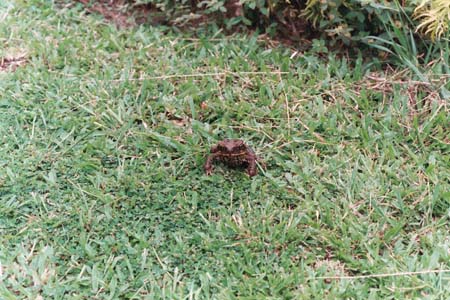 levuka1