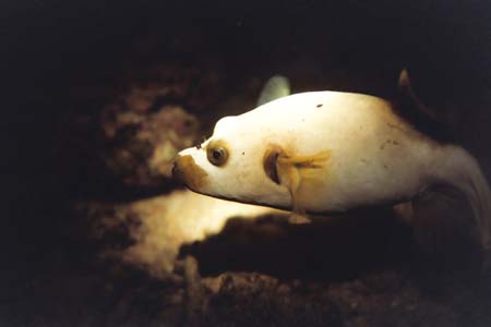 nightdive12