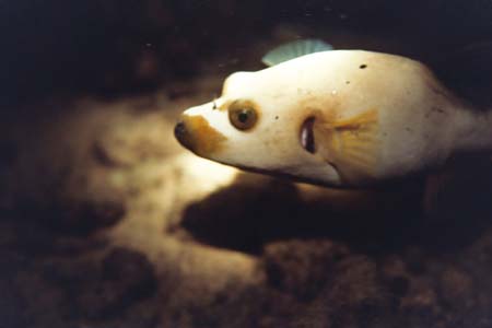 nightdive13