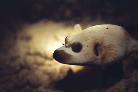 nightdive14