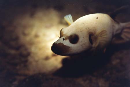 nightdive15