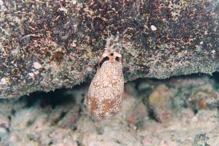 nightdive17