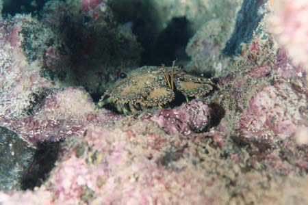 nightdive23