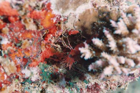 nightdive24