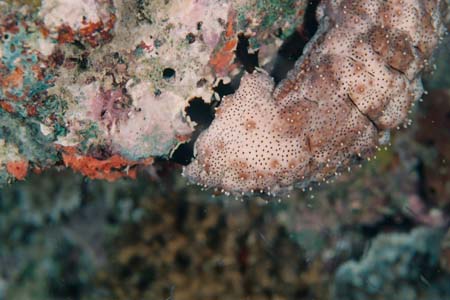 nightdive25