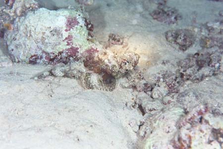 nightdive3