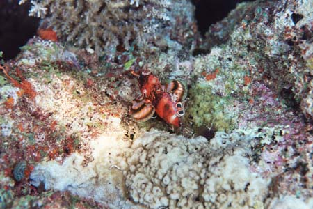 nightdive5