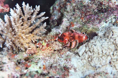 nightdive6