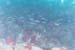 blueribbon4
