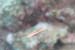 carpetcove15