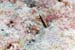carpetcove2