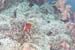carpetcove23