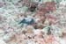 carpetcove25