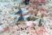 carpetcove26