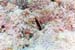 carpetcove3