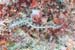 carpetcove31