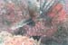 carpetcove32