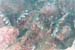 carpetcove33