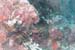 carpetcove34