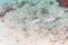 carpetcove36