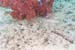 carpetcove37