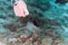 carpetcove8