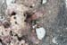 hermitcrabs18