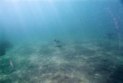EagleRay