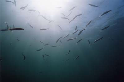 fishes
